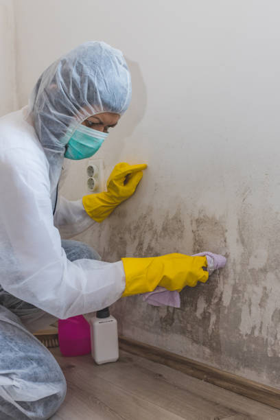 Best Comprehensive Air Testing for Mold Contaminants  in Madera, CA